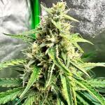 strawberry-cheesecake-auto-fem-humboldt-seed-company.jpg