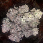 vanilla-frosting-fem-humboldt-seed-company.jpg
