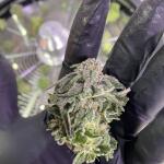 watermelon-zkittlez-fem-barneys-farm.jpg