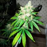 10th-planet-r1-fem-ethos-genetics.jpg