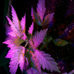 gorilla-glue-4-fem-anesia-seeds.jpg