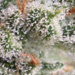 moonshine-cookies-auto-fem-7ch-american.jpeg