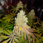 runtz-punch-fem-herbies-seeds.jpg