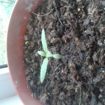 00-kush-fem-00-seeds.jpg