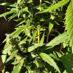 auto-super-hash-fem-pyramid-seeds.jpg