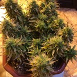 blow-mind-auto-sweet-seeds.JPG