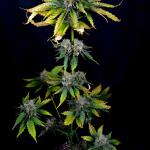 booberry-cookies-rbx-fem-ethos-genetics.jpg
