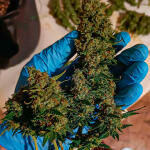 crystal-ww-autoflower-fem-easy-grow-seeds.jpg