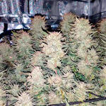 gelato-auto-fem-Semyanich.jpg