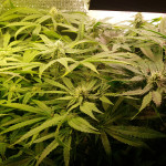 glueberry-o.g.-dutch-passion.jpg