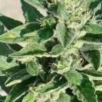 gorilla-auto-gorilla-glue-auto-fem-fastbuds.jpg