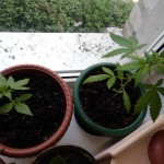 malana-bomb-auto-barneys-farm.jpg