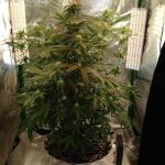 miracle-alien-cookies-mac-fem-7ch-american.jpg