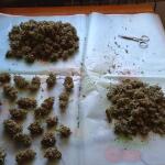 miracle-alien-cookies-mac-fem-7ch-american.jpg