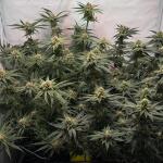 nuggz-r1-fem-ethos-genetics.jpg
