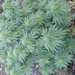 pamir-gold-dutch-passion.jpg