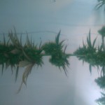 snow-white-nirvana-seeds.JPG