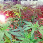 somango-fem-bulk-seed-bank.jpg
