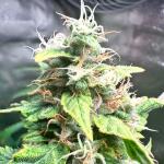 strawberry-cheesecake-auto-fem-humboldt-seed-company.jpg
