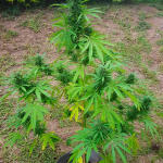think-different-auto-fem-dutch-passion.jpg