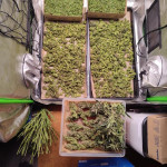 z-up-auto-fem-fastbuds.jpg