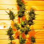 auto-ultra-power-plant-victory-seeds.jpg