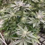 booberry-cookies-rbx-fem-ethos-genetics.jpg