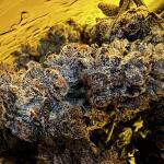 booberry-cookies-rbx-fem-ethos-genetics.jpg