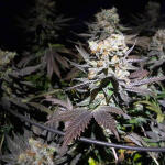 gelato-fem-blimburn-seeds.jpg