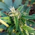indoor-mix-fem-female-seeds.jpg