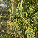 lowryder-auto-fem-vision-seeds.jpeg