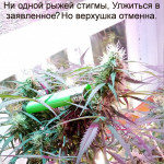 mikromachine-auto-fem-kannabia-seeds.jpg
