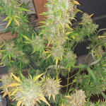 mimosa-shot-fem-herbies-seeds.jpg