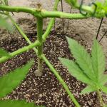 miracle-alien-cookies-mac-fem-7ch-american.jpg