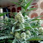 original-auto-white-widow-fem-fastbuds.jpg