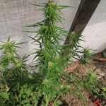 zkittlez-auto-fem-Semyanich.jpg