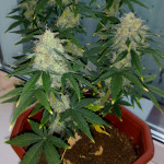 auto-lavender-best.jpg