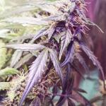 blue-dream-autoflower-fem-seedkeepers.jpg