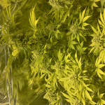 chronical-bulk-seed-bank.jpg
