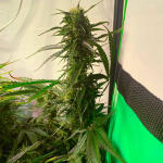 critical-kush-auto-critical-rapido-auto-fem-barneys-farm.jpg