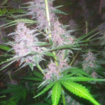 diablo-rojo-xl-auto-fem-sweet-seeds.jpg