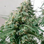 gusher-fem-7ch-american.jpg