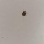 lsd-fem-barneys-farm.jpg