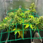 mimosa-auto-fem-Semyanich.jpg