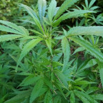 pure-power-plant-regular-nirvana-seeds.jpg