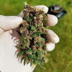purple-lemonade-ff-fem-fastbuds.jpg