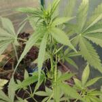 ultimate-bubba-auto-fem-Semyanich.jpg