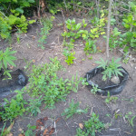 ak-77v-fem-victory-seeds.jpg