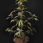 amnesia-zkittlez-auto-fem-fastbuds.jpg