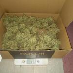 apple-betty-auto-fem-herbies-seeds.jpg